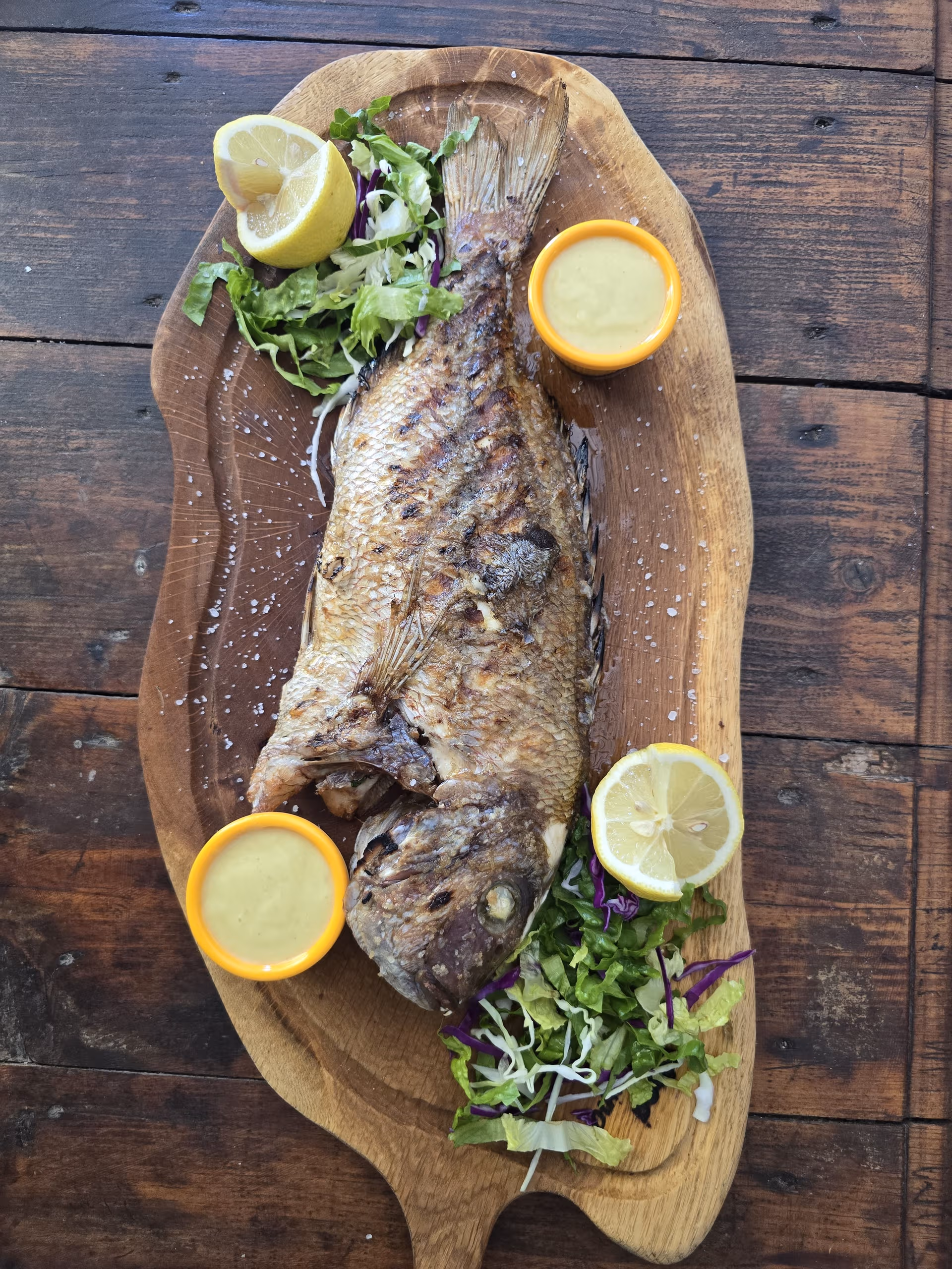 Royal sea bream